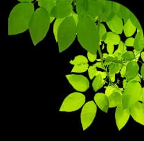 Leaf decoration