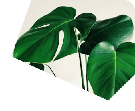 Greenery